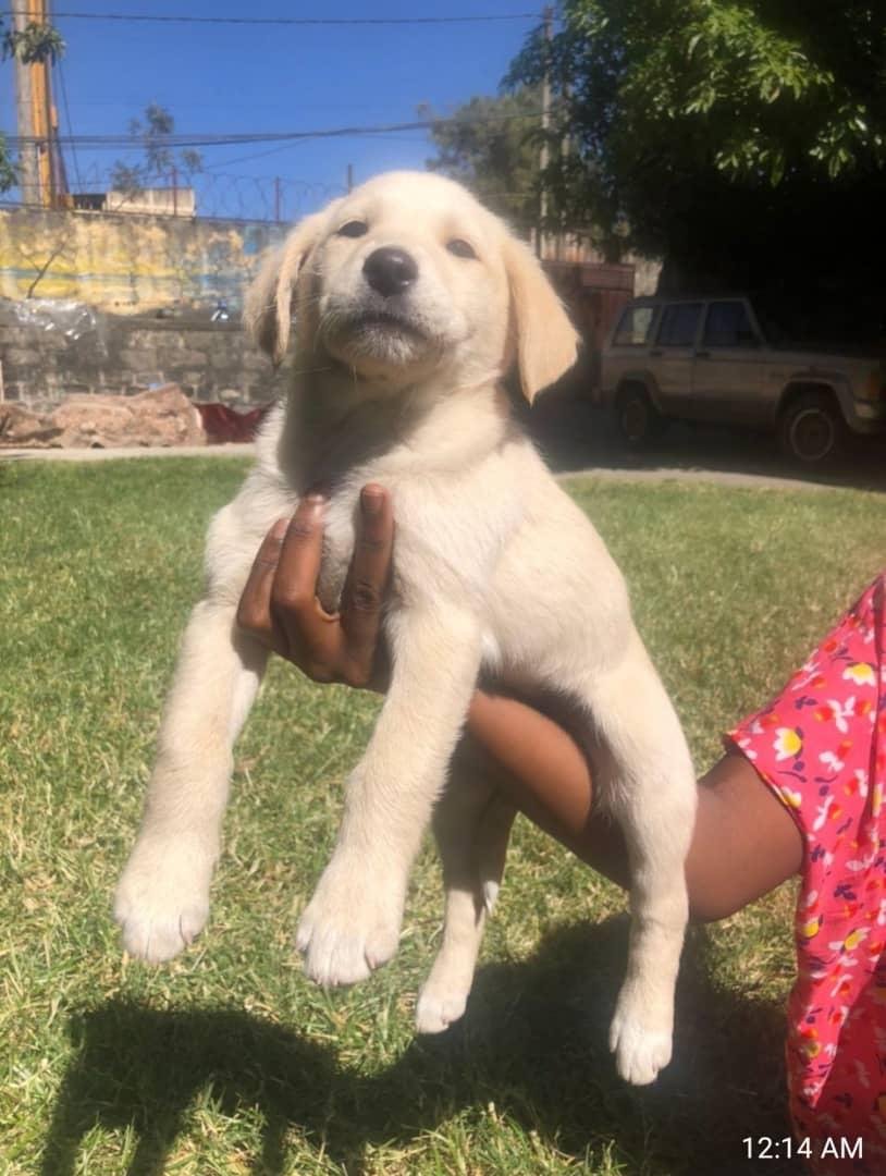 puppy!!