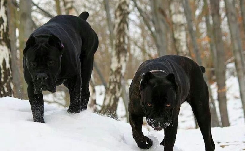 beast